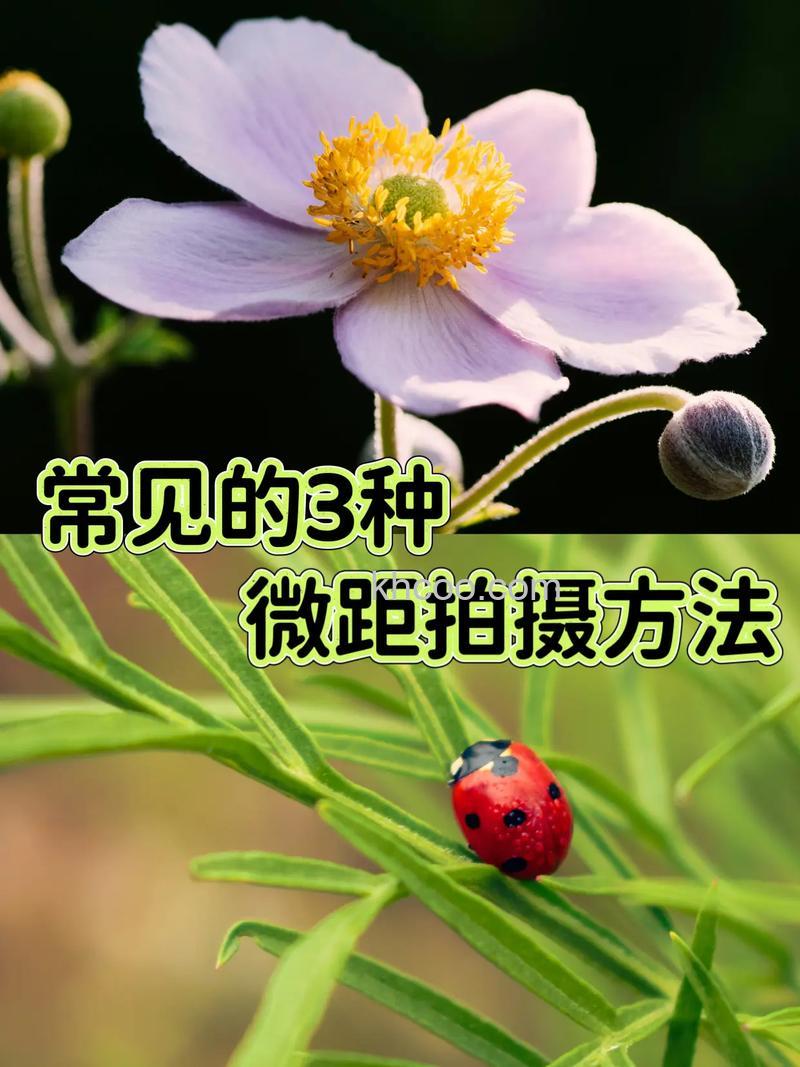 没有微距镜头如何拍微距照片 怎么拍摄微距照片【详解】