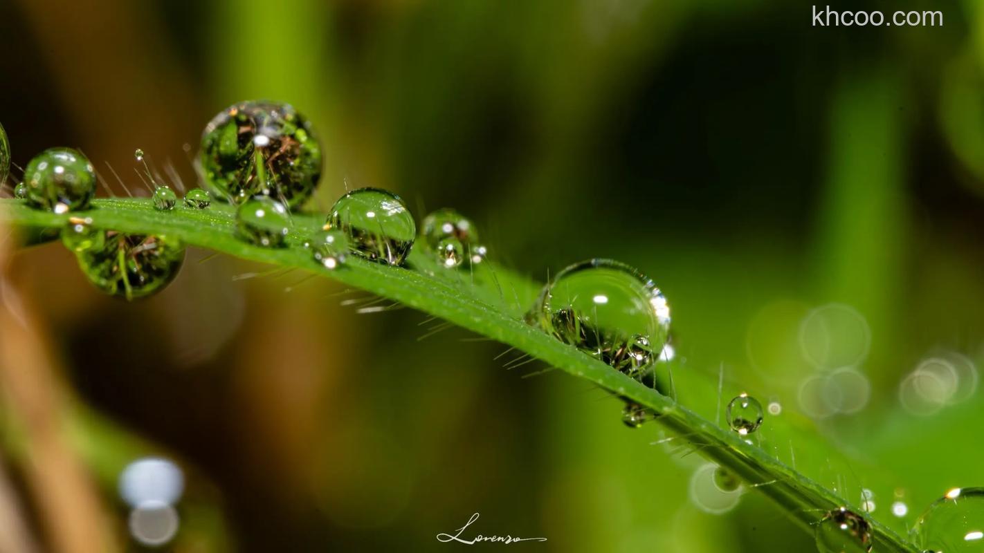 什么是微距镜头 微距镜头哪款好【详细推荐】