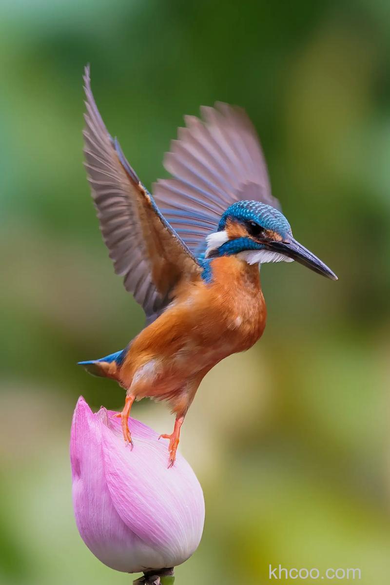 拍摄小鸟有什么技巧