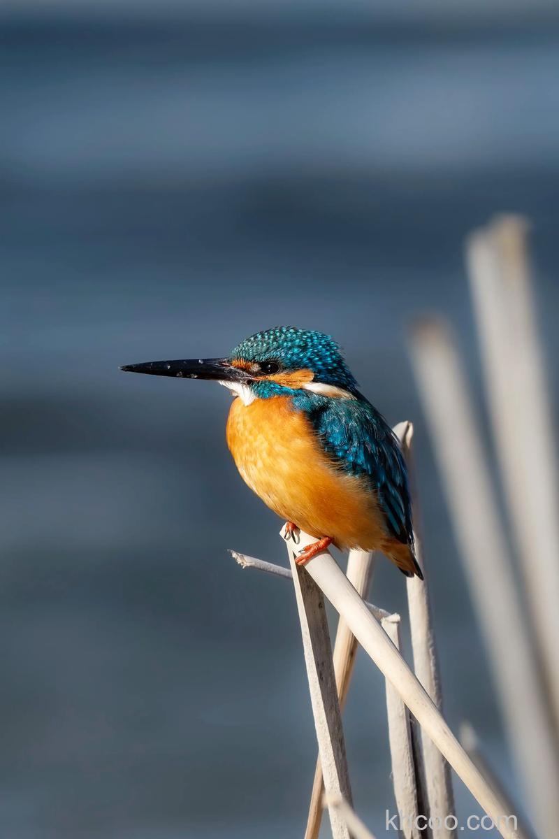 如何拍出精彩鸟类照片