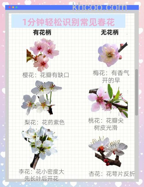 歪歪如何查看鲜花值
