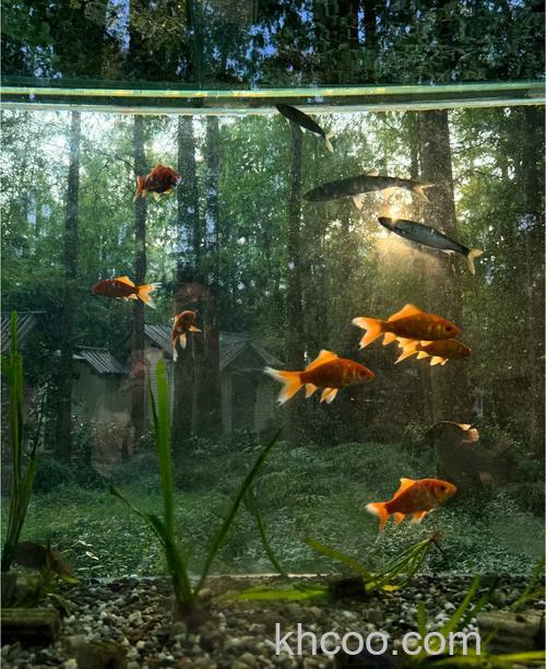 ps怎么合成鱼在森林游泳的场景 ps合成鱼在森林游泳的场景方法【详解】