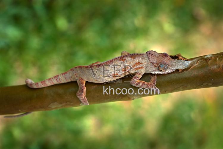 DNS变色龙木马是什么