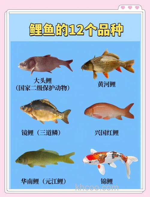 鲤鱼有几种，附品种介绍