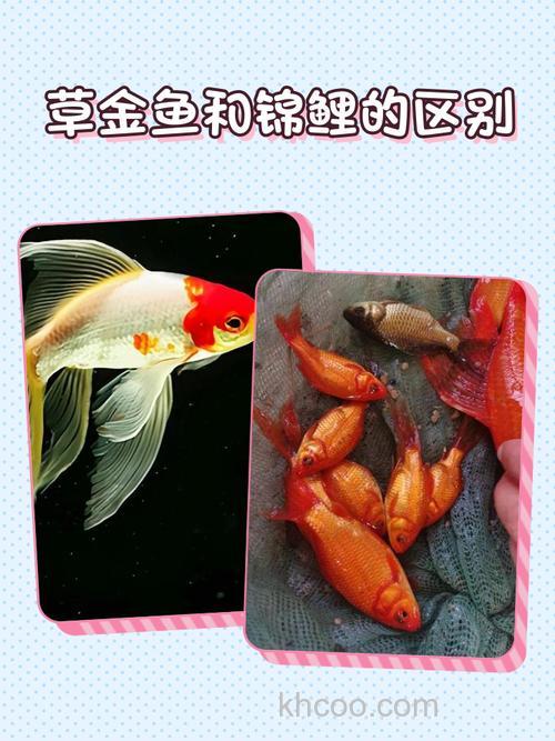 金鱼和鲤鱼的区别有哪些？