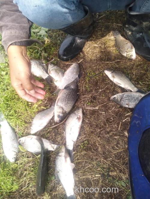 藕塘钓鲫鱼的技巧