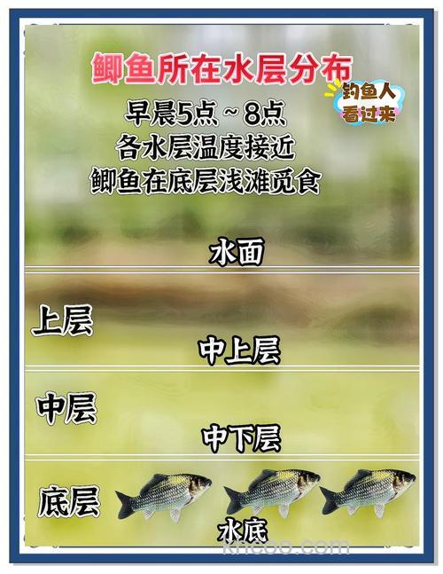 秋季野钓鲫鱼黄金时段，掌握技巧与选位，提升渔获量