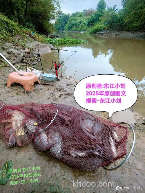 鲢鱼野味饵,成都附近耍水抓鱼避暑胜地在哪里