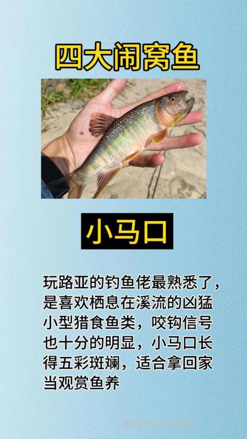 小鱼闹窝对钓哪些鱼类影响大