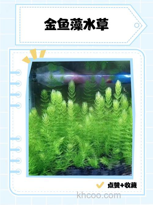 养草金鱼用什么水草