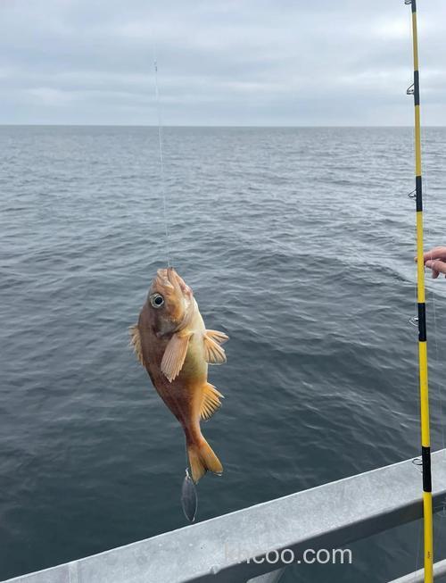 海钓的艺术：掌握技巧、选好钓点，收获大海馈赠