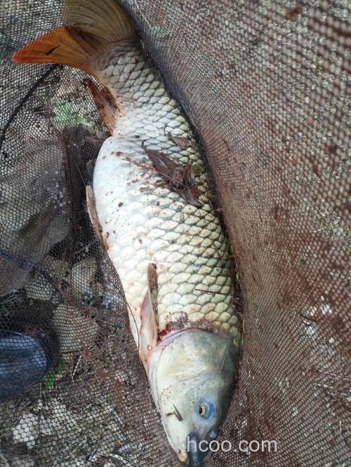 野钓容易钓到大鲤鱼吗