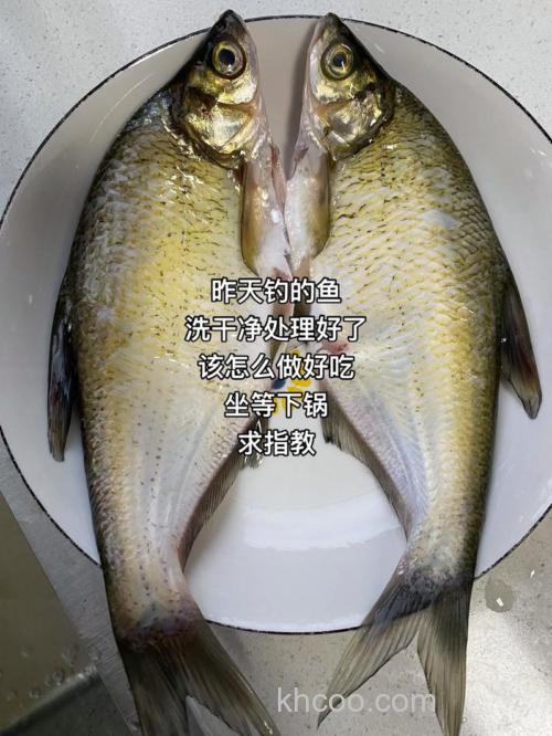 钓鱼的鱼食怎么制作？