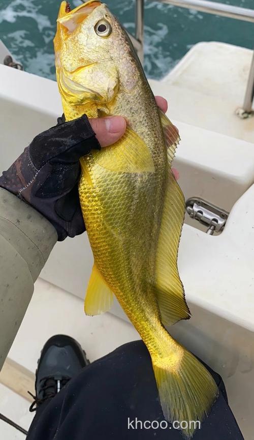 海钓黄鱼有诀窍，掌握习性挑对钓点与时机是关键