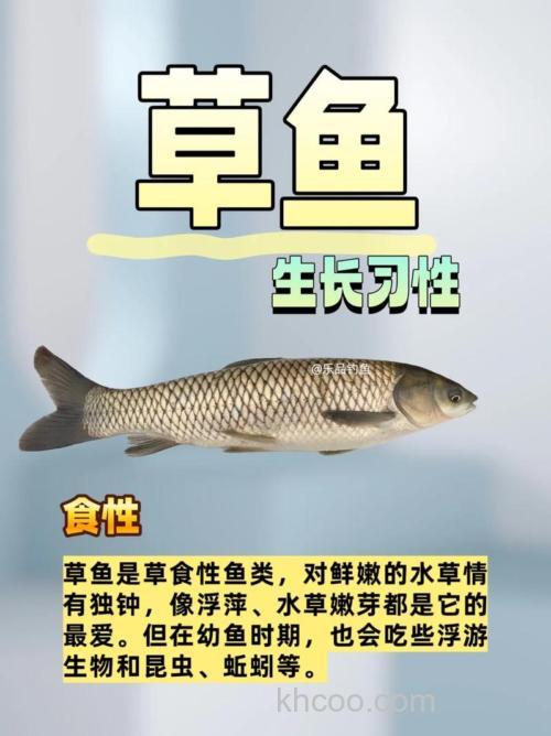 钓草鱼什么食最好?