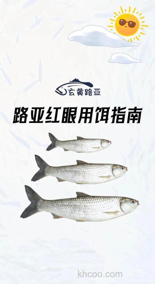 钓红眼鱼最佳饵料