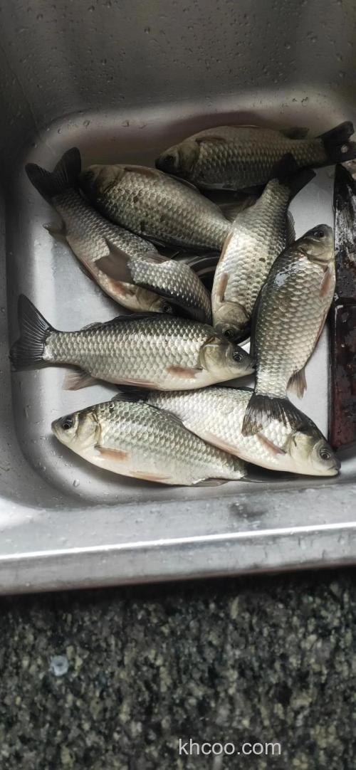 九段鲫什么味型？