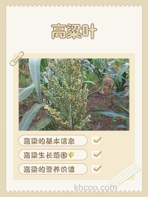 高粱叶可以喂鱼吗？