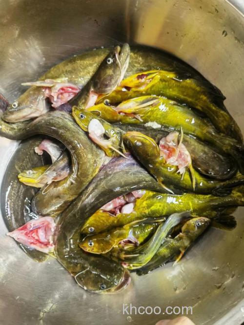 冷天鲢鱼怎么才能钓吃？