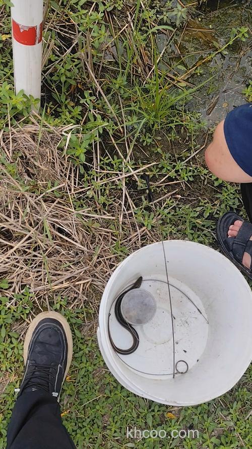 上海郊野河畔钓黄鳝乐趣多，这些地方你知道吗？