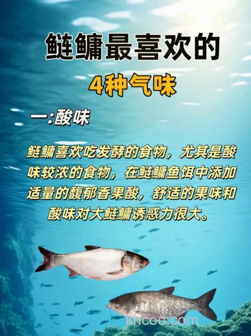 鲢鳙喜欢什么味道