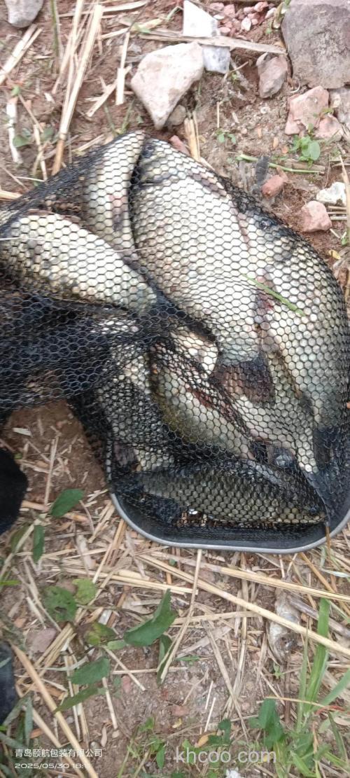 作废鱼塘里面的鲫鱼用什么好钓