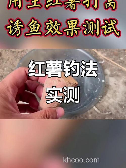 冬天用红薯打窝会引来什么鱼？