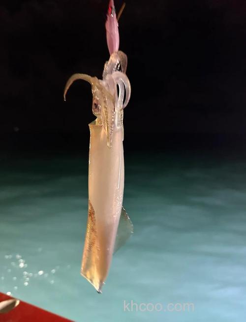 小东海钓鱿鱼攻略：掌握技巧与时机，轻松收获美味鱿鱼