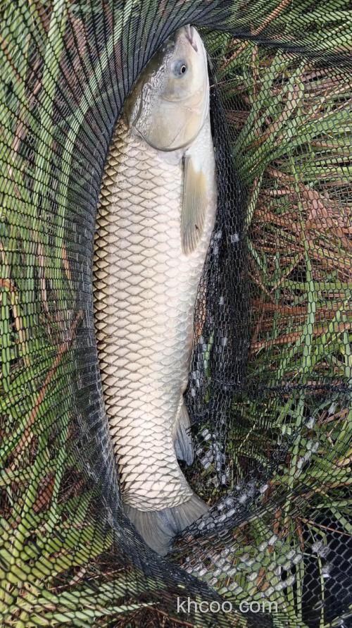 8月份钓草魚用什么鱼引？