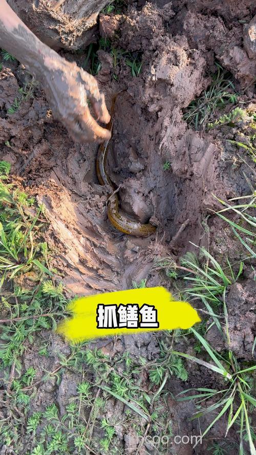 请问黄鳝怎么捕捉？