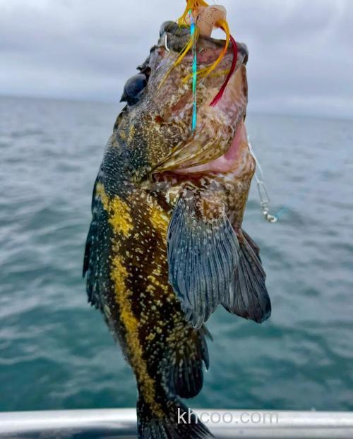 海钓石斑有诀窍？掌握这些关键技巧，助你出海更有把握