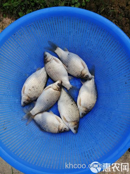 所有的养鱼塘都养殖鲫鱼吗?