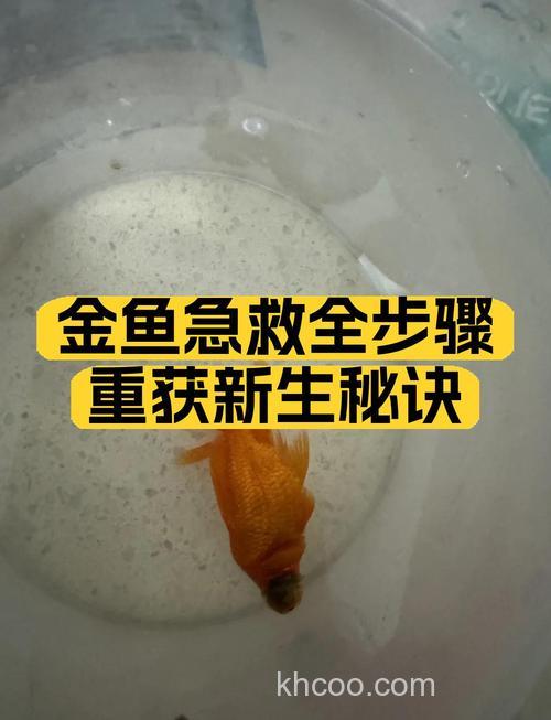 怎么快速把五六近的一条鲤鱼弄死啊