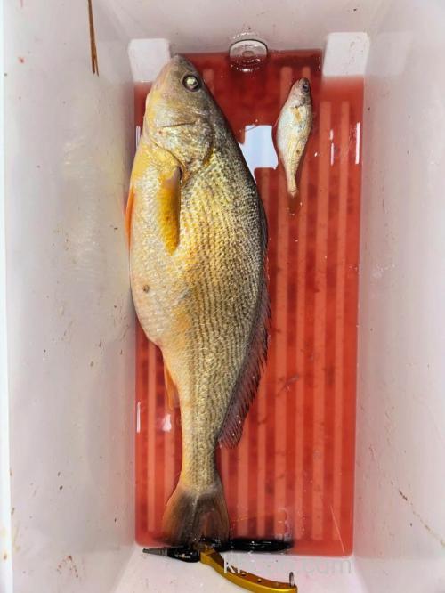 海钓黄姑鱼的最佳时机与技巧，你知道多少？