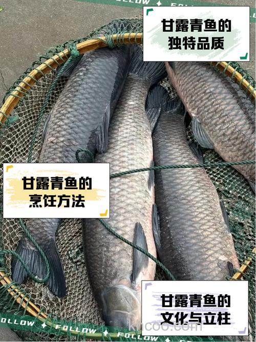 什么青菜最便宜适合喂草鱼？