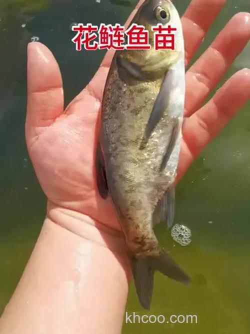 花鲢鱼（胖头鱼）是吃什么的？