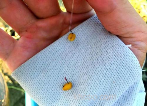 为什么用小麦钓鲫鱼钓不到呢？