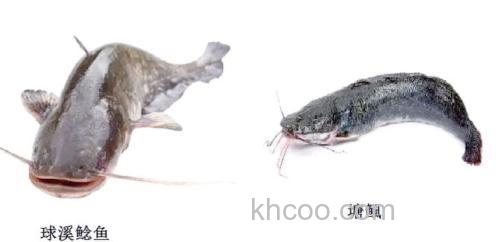 鲶鱼吃玉米吗？