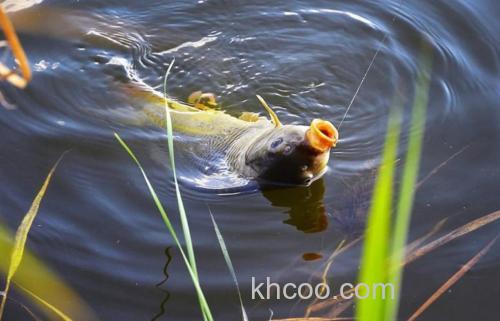 十月丰收季钓鲤鱼正当时！掌握秋季野钓门道收获满满