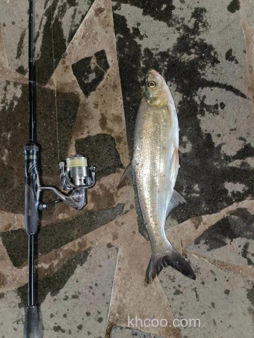 路亚白鲢最快的钓法？