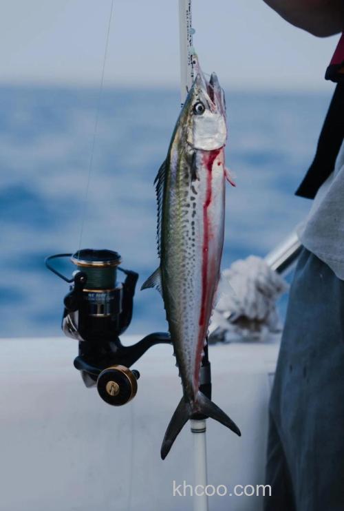海钓鲅鱼技巧,掌握这些要点，轻松捕获美味鲅鱼