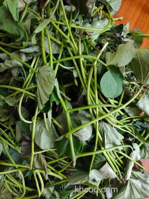 红薯可打草鱼窝吗？