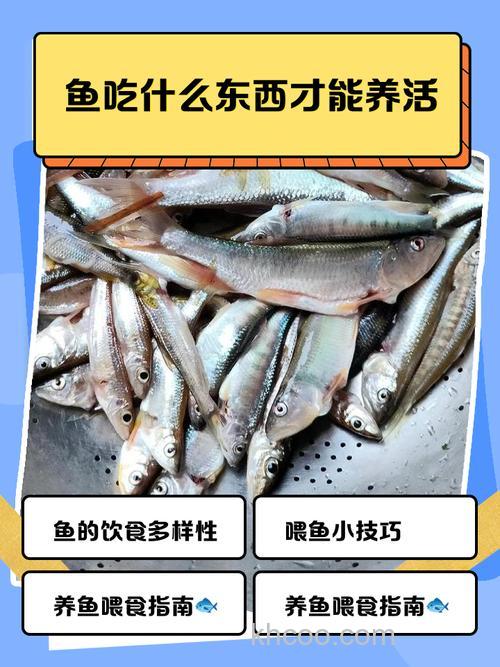 槽子鱼爱吃什么？