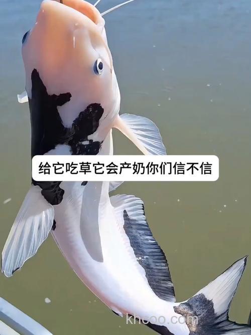 牛奶泡包谷能钩到鱼吗？