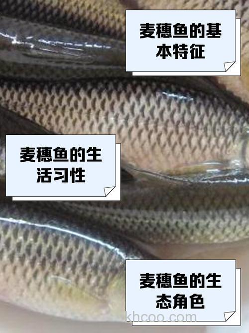 小鱼、麦穗儿太闹怎么好？