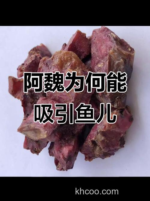 麝香和阿魏哪个更诱鱼？