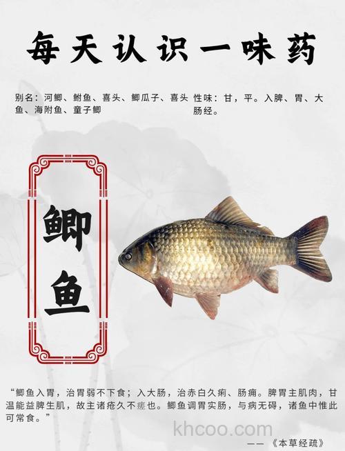 鲫鱼出鱼下什么药？