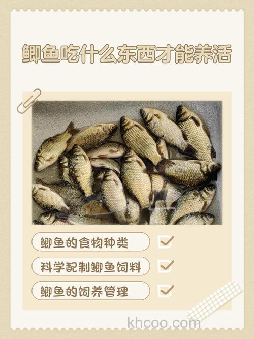 寒日食鲫鱼的方法是什么？
