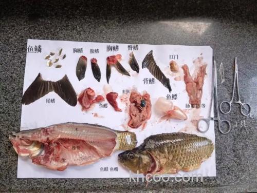 鲤鱼喜欢什么动物的内脏？