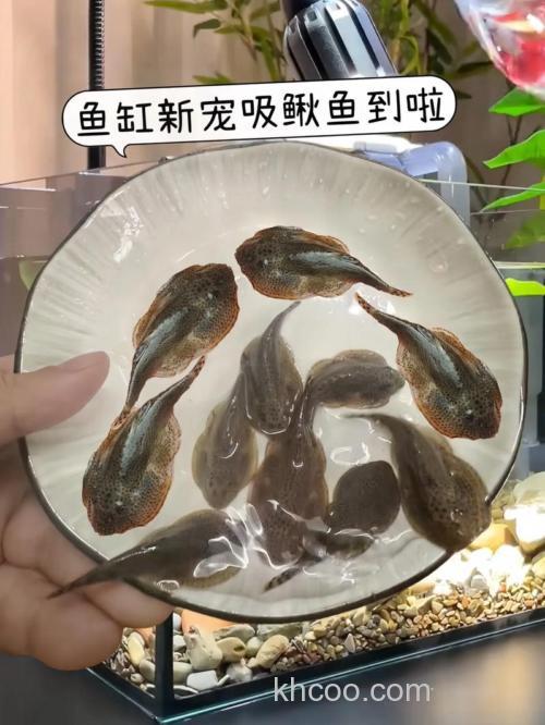 吸引泥鳅的诱饵？